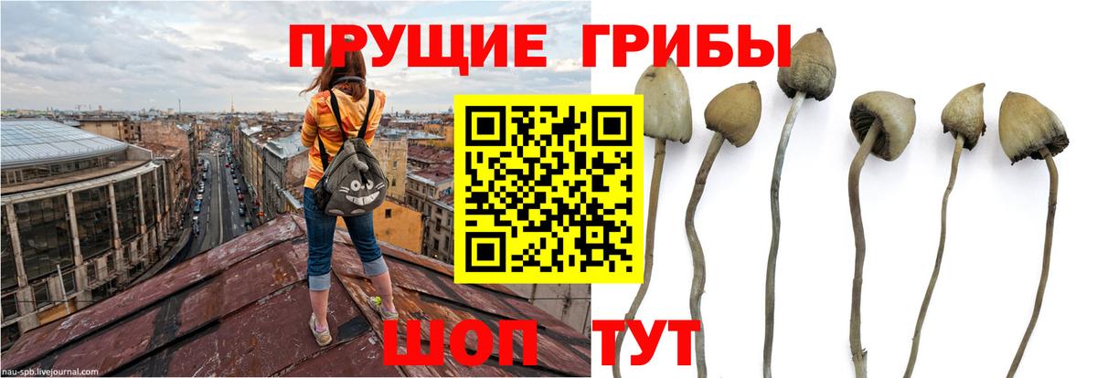 Галлюциногенные грибы ЛСД Зерноград